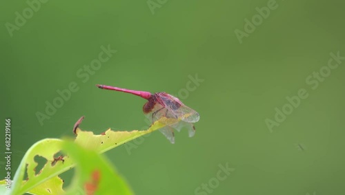 Facing to the right while perched on a leaf moving with some wind, Crimson Marsh Glider Trithemis aurora, Thailand photo
