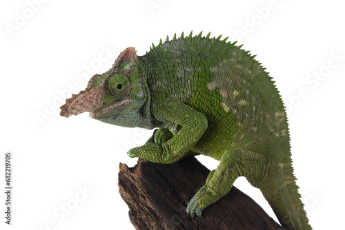 Fischer chameleon closeup with black background  Fischer chameleon closeup