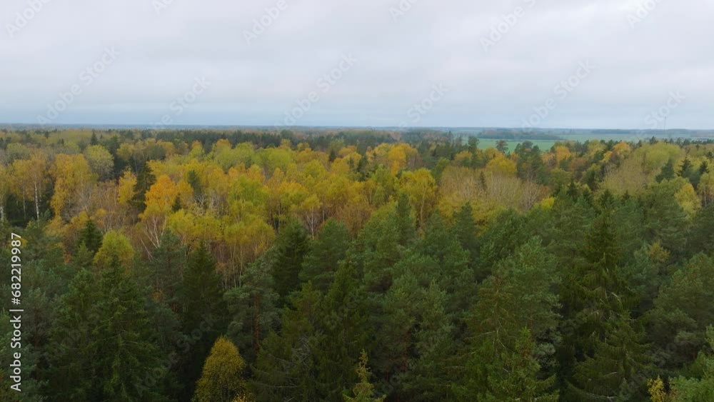 Establishing aerial view of the autumn forest, yellow leaves on trees, idyllic nature scene of leaf fall, autumn morning, wide drone shot moving forward Establishing aerial view of the autumn forest, yellow leaves on trees, idyllic nature scene of leaf fall, autumn morning, wide drone shot moving forward