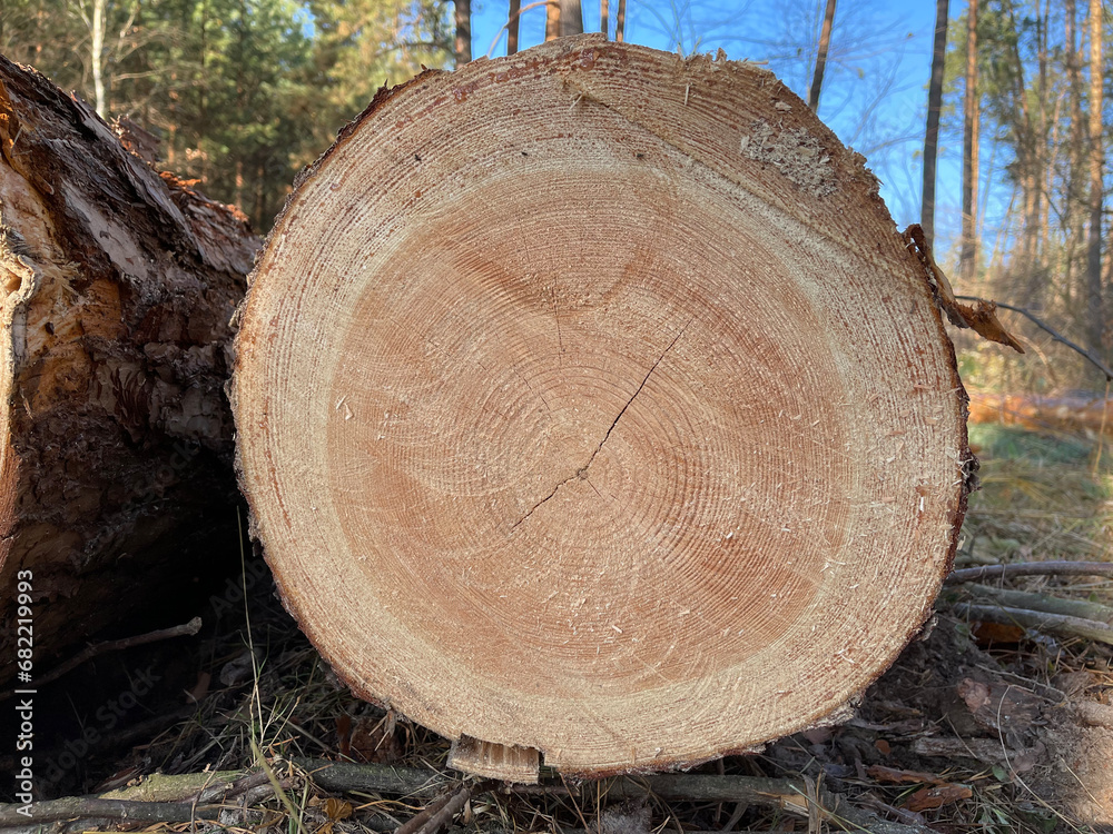By cutting large tree into spirals and circles inside, you can calculate life of tree By cutting large tree into spirals and circles inside, you can calculate life of tree