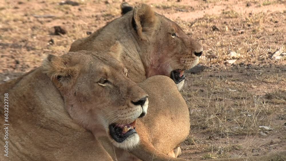 Two lionesses panting in the heat of the African sun. Close up shot. Two lionesses panting in the heat of the African sun. Close up shot.