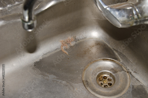 Boettger's wall gecko Tarentola boettgeri boettgeri trapped in a sink. Cruz de Pajonales. Reserve of Inagua. Tejeda. Gran Canaria. Canary Islands. Spain.
