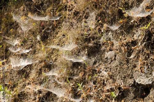 Spider webs of Agelena canariensis on the slope of a road. San Mateo. Gran Canaria. Canary Islands. Spain.