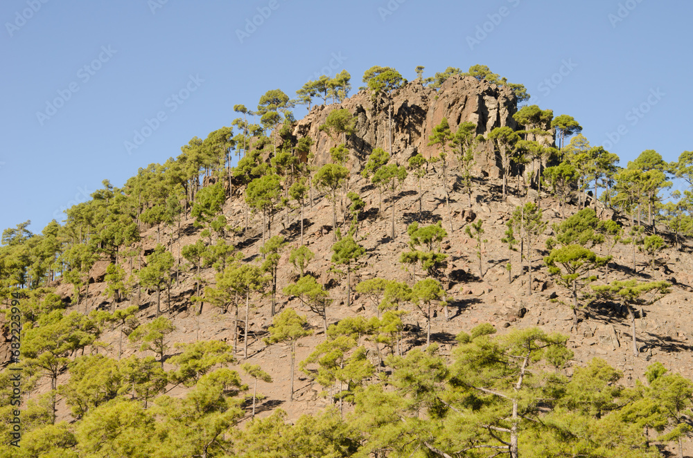 Forest of Canary Island pine Pinus canariensis in the  Ojeda Mountain. Integral Natural Reserve of Inagua. Gran Canaria. Canary Islands. Spain.