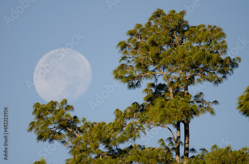 Canary Island pine Pinus canariensis and full moon in the background. Integral Natural Reserve of Inagua. Tejeda. Gran Canaria. Canary Islands. Spain. photo