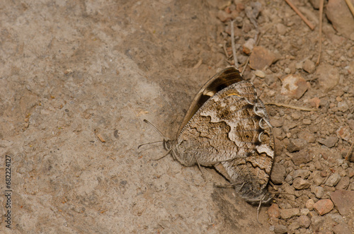 Copula of Gran Canaria grayling butterflies Hipparchia tamadabae. Integral Natural Reserve of Inagua. Tejeda. Gran Canaria. Canary Islands. Spain. photo