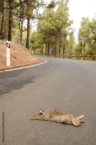 European rabbit Oryctolagus cuniculus run over. The Nublo Rural Park. Tejeda. Gran Canaria. Canary Islands. Spain.