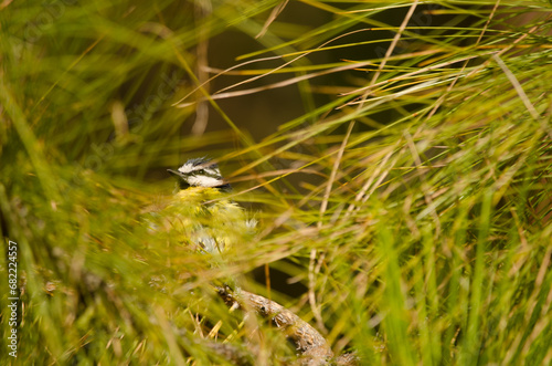 African blue tit Cyanistes teneriffae hedwigae hidden among the vegetation. Integral Natural Reserve of Inagua. Gran Canaria. Canary Islands. Spain. photo