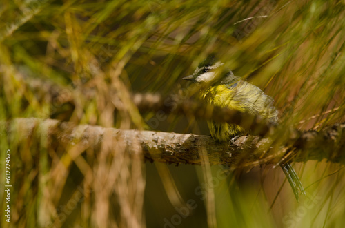 African blue tit Cyanistes teneriffae hedwigae hidden among the vegetation. Integral Natural Reserve of Inagua. Gran Canaria. Canary Islands. Spain. photo