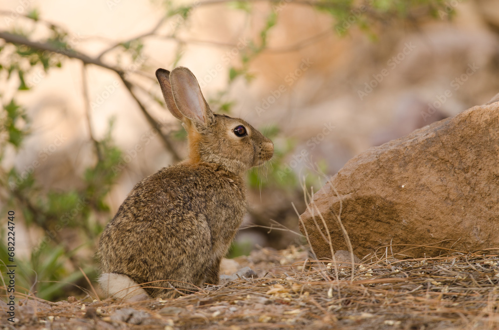 European rabbit Oryctolagus cuniculus. Integral Natural Reserve of Inagua. Tejeda. Gran Canaria. Canary Islands. Spain. European rabbit Oryctolagus cuniculus. Integral Natural Reserve of Inagua. Tejeda. Gran Canaria. Canary Islands. Spain.