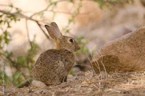 European rabbit Oryctolagus cuniculus. Integral Natural Reserve of Inagua. Tejeda. Gran Canaria. Canary Islands. Spain. © Víctor