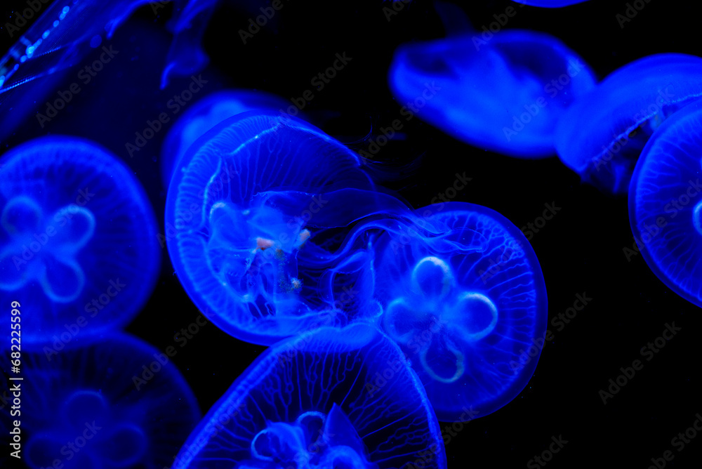 Close-up of beautiful Jellyfishes with blue light in the aquarium's tank, black background. Close-up of beautiful Jellyfishes with blue light in the aquarium's tank, black background.
