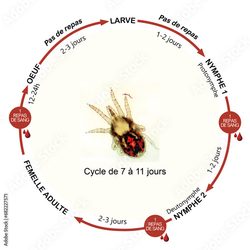 Photography Cycle du poux rouge