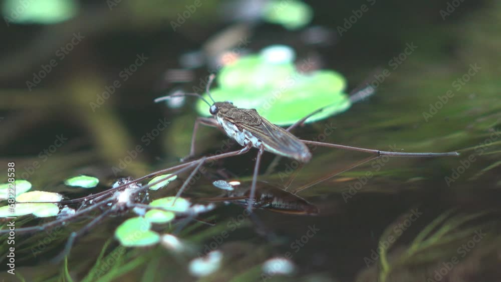 Gerridae water skater bug. jumping water spider sits on surface of ...