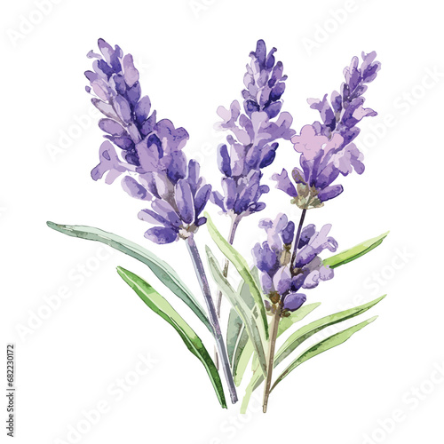 Watercolor purple bouquet of lavender flowers  illustration isolated, purple lavenders painting in watercolor style
