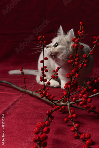Burmilla cat looking up infront of winter berries