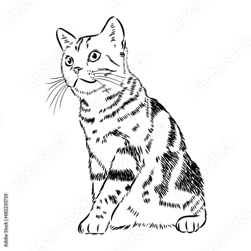 Sketch of an american shorthair american shorthair cat vector