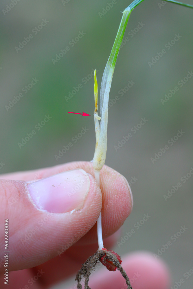Cereals, wheat damaged by boring into the shoots by larvae of Frit fly