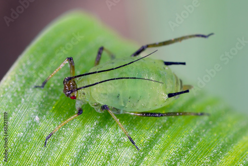 Grain aphid Sitobion avenae wingles larva, nymph insect. photo