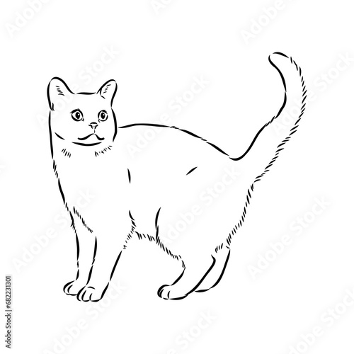 Sketch of an american shorthair american shorthair cat vector