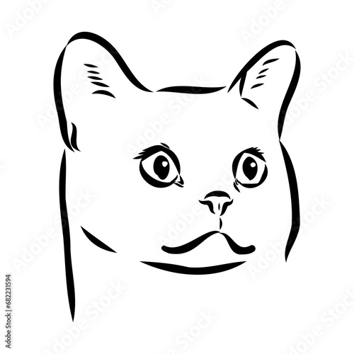 Sketch of an american shorthair american shorthair cat vector