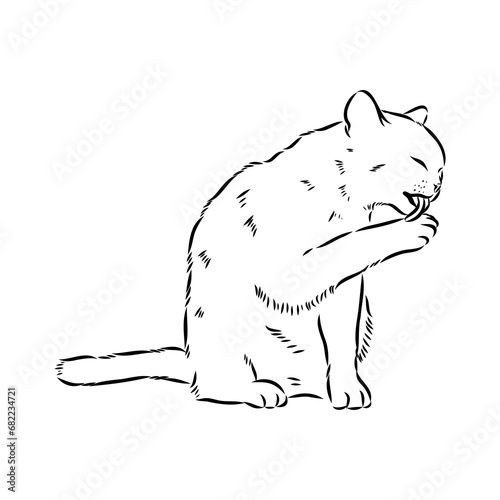 Sketch of an american shorthair american shorthair cat vector