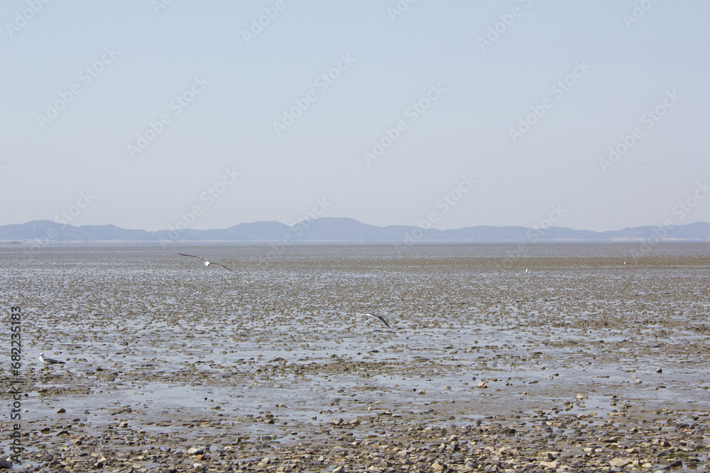 Seagulls gathering on the sea