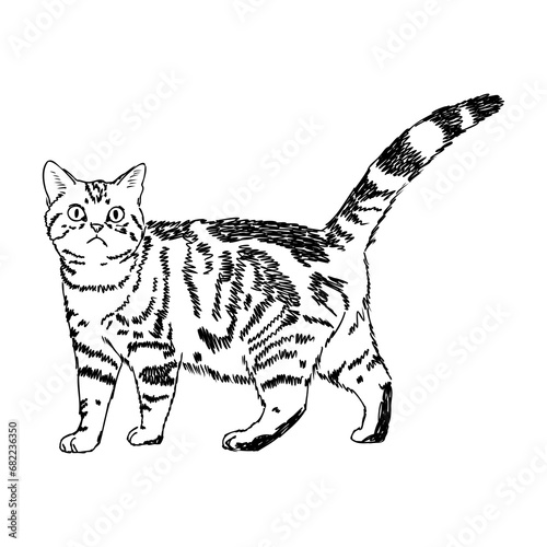 Sketch of an american shorthair american shorthair cat vector