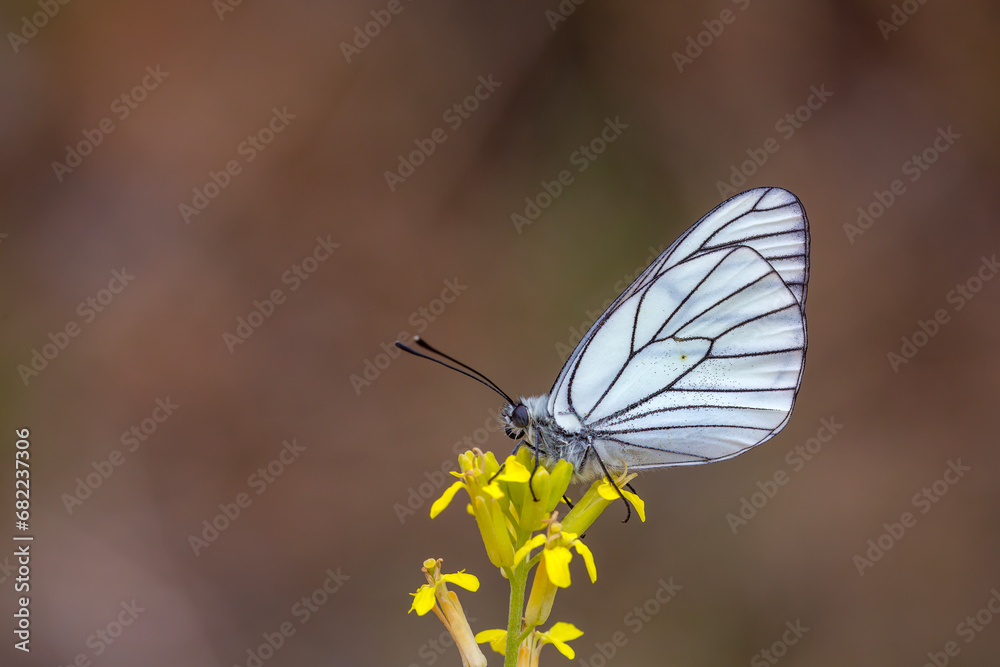 Black-veined White butterfly, Aporia crataegi Black-veined White butterfly, Aporia crataegi