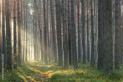 Las z jesienną poranną mgłą © KoLesfot
