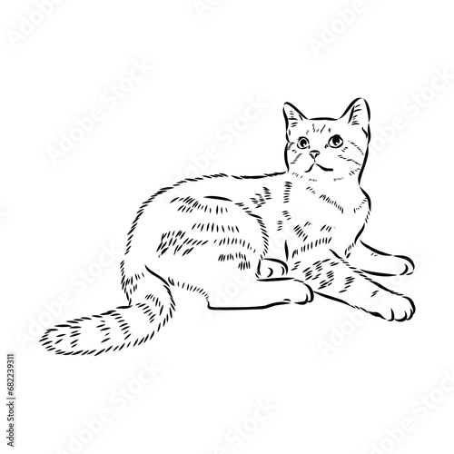 Sketch of an american shorthair american shorthair cat vector