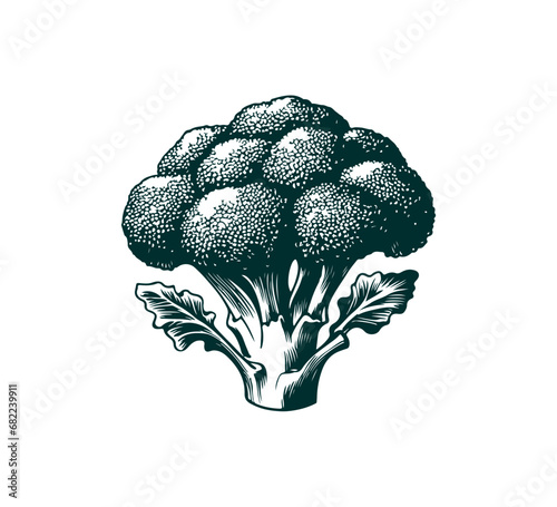  broccoli vintage illustration graphic asset