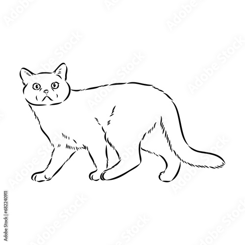 Sketch of an american shorthair american shorthair cat vector