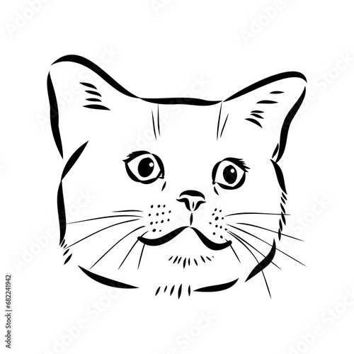 Sketch of an american shorthair american shorthair cat vector