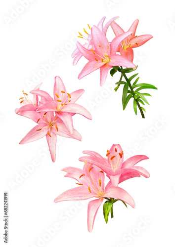 Fototapeta Naklejka Na Ścianę i Meble -  pink lily flowers
