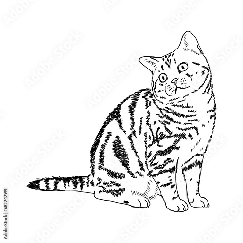 Sketch of an american shorthair american shorthair cat vector