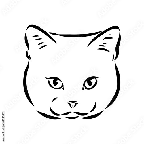 Sketch of an american shorthair american shorthair cat vector
