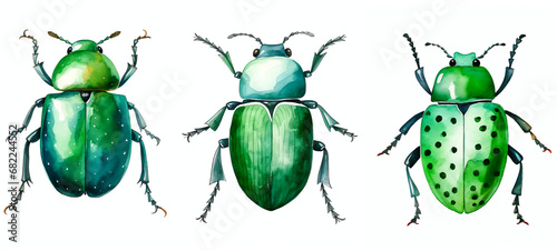 green beetle bug watercolor clipart isolated on transparent background photo