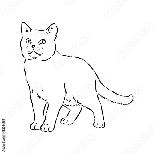 Sketch of an american shorthair american shorthair cat vector