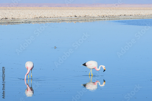 Flamingos e pequenos pássaros se alimentando no amanhecer na lagoa Chaxas, deserto do Atacama. Chile 2023. photo