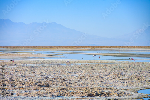 Flamingos se alimentando no lago Chaxas no deserto do atacama em dia ensolarado.  photo