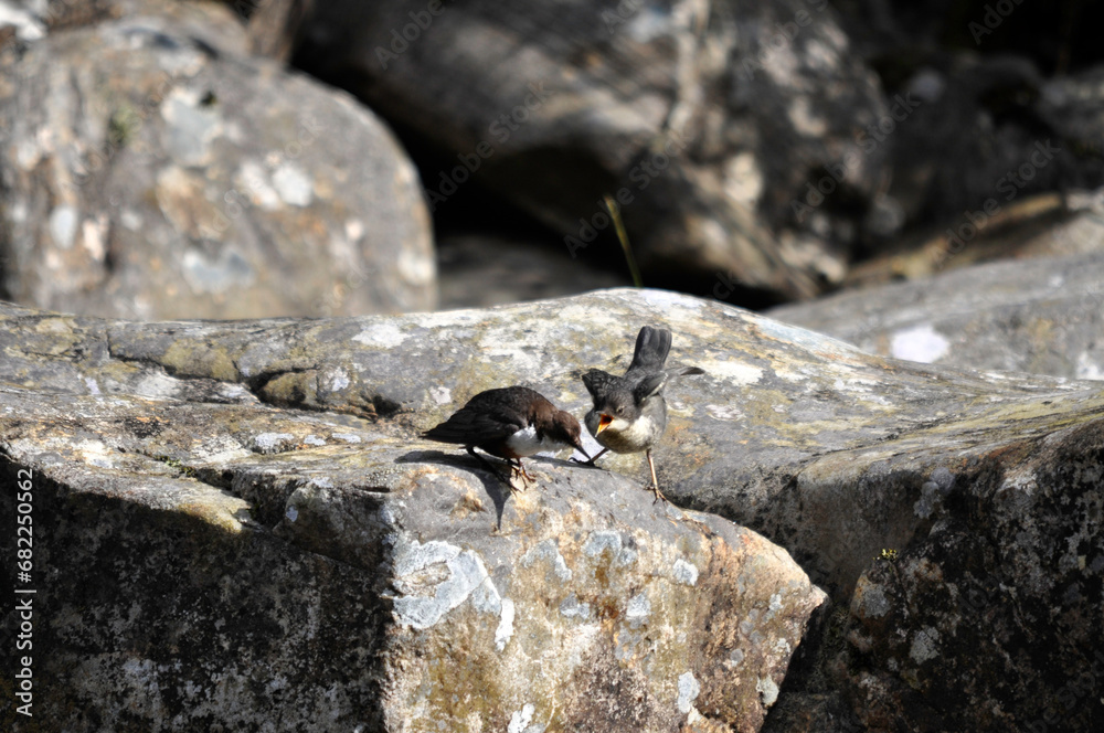 White throated dipper
