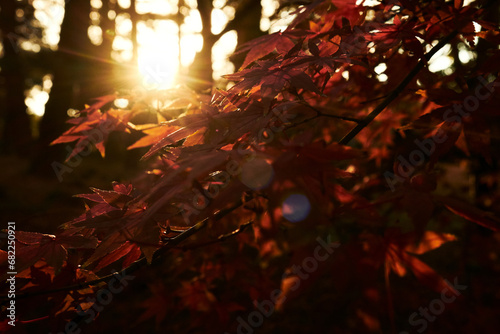 Autumn Leaves in Sunset light