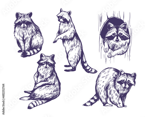 Raccoon. set of realistic illustrations, vector hand drawn sketches