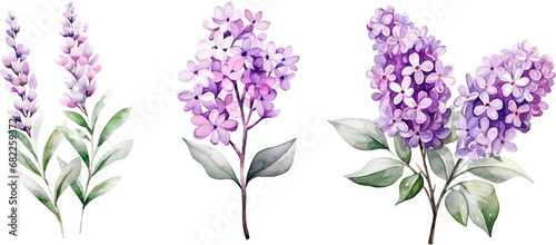 lilac flower purple watercolor clipart photo