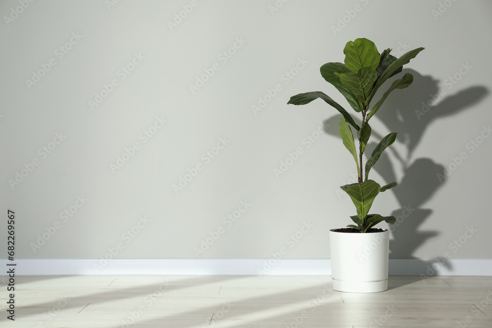 Fiddle Fig or Ficus Lyrata plant with green leaves near light grey wall indoors. Space for text