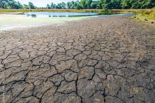 Drying fen in a heathland area in summer. the ground in the foreground is cracked and the thin layer of algae a bit further appears to fluorescent green and . The photo was taken in The Netherlands. photo