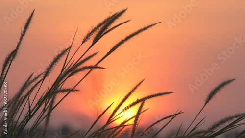 Fluffy beautiful white grass flowers flutter in the wind with twilight sunset background