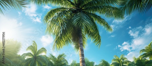 In the picturesque tropical park, amidst the lush green landscape, a majestic Chinese palm tree stood tall, its textured trunk swaying gently against the backdrop of the deep blue sky. The vibrant photo