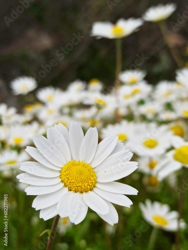 daisies in the garden